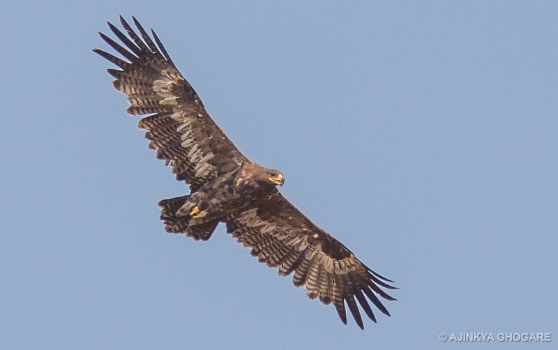 Steppe Eagle